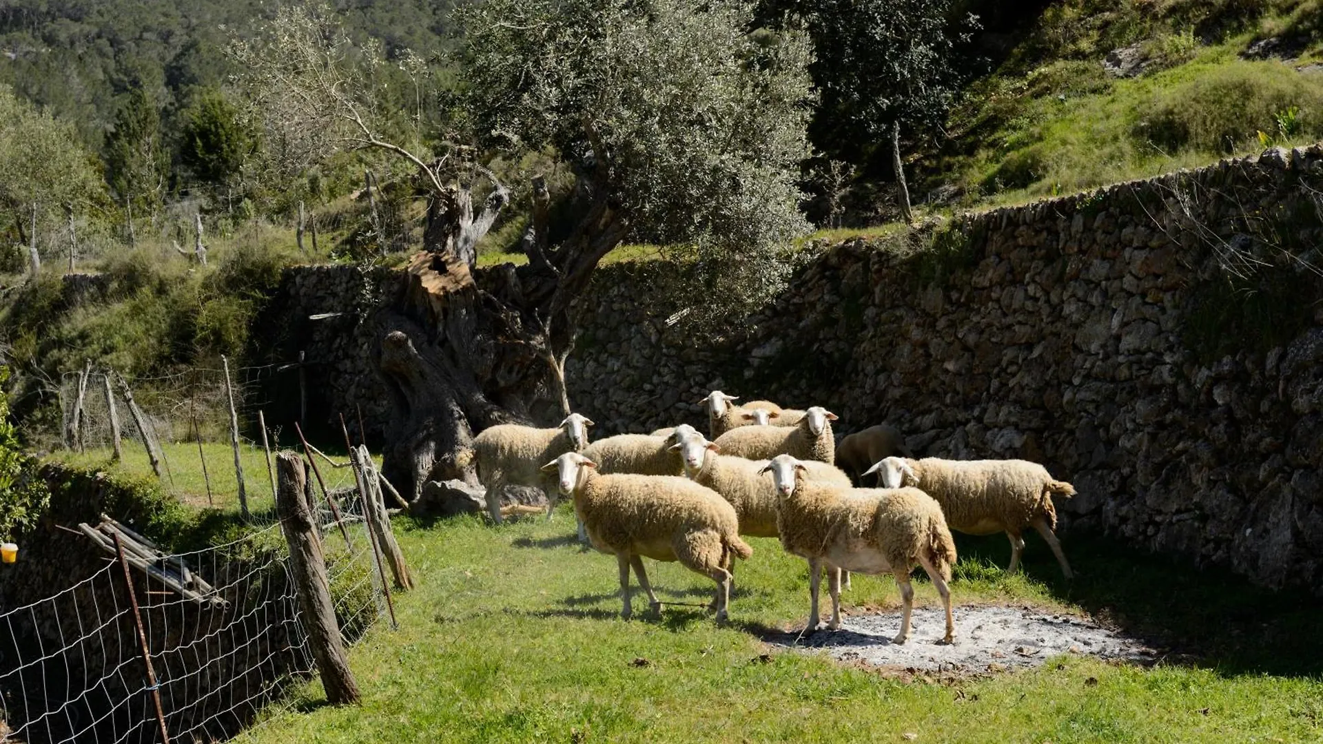 Farm stay Valley Club Ibiza - Boutique Agroturismo Sant Joan De Labritja